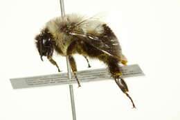 Image of Common Eastern Bumblebee