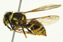 Image of Eastern Yellowjacket