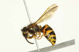 Image of Eastern Yellowjacket