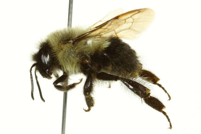 Image of Common Eastern Bumblebee