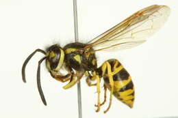 Image of Eastern Yellowjacket