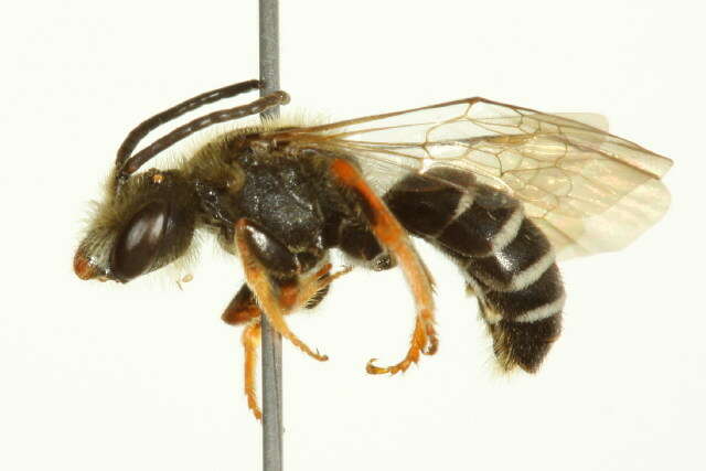 Image of Orange-legged furrow bee