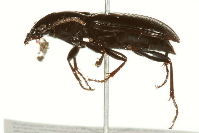 Image of Pterostichus (Bothriopterus) mutus (Say 1823)