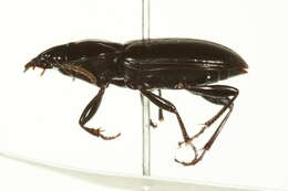 Image of Pterostichus (Bothriopterus) mutus (Say 1823)