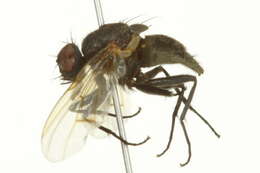 Image of Helina evecta (Harris 1780)