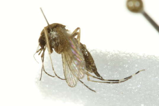 Sivun Aedes sollicitans (Walker 1856) kuva