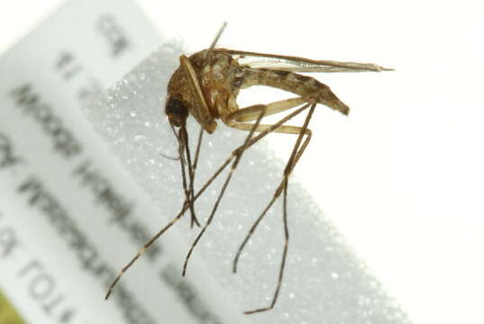 Sivun Aedes cantator (Coquillett 1903) kuva