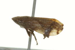 Image of Diamondback Spittlebug