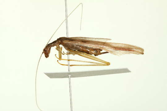 Image of Two-spotted Tree Cricket