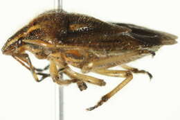 صورة Trichopepla semivittata (Say 1832)