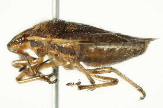 Image of Trichopepla