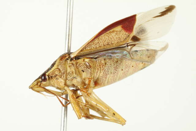 Image of Spined Soldier Bug