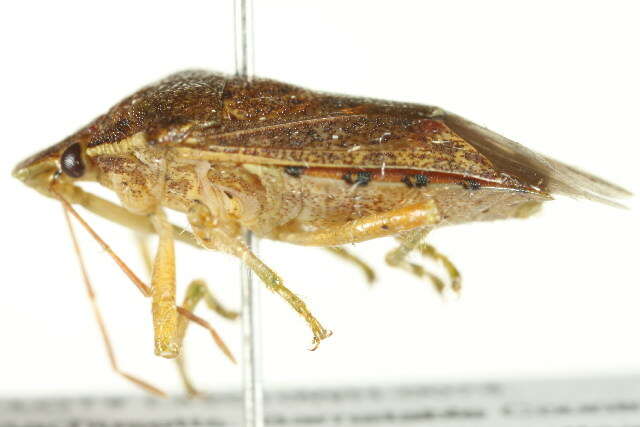 Image of Spined Soldier Bug