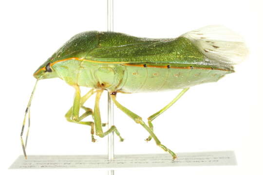 Image of Green stink bug