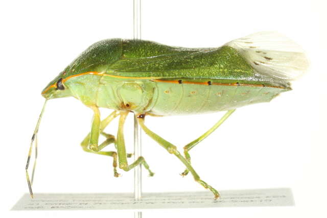 Image of Green stink bug