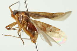Image of Phytocoris conspersipes Reuter 1909