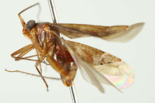 Image of <i>Phytocoris conspersipes</i> Reuter 1909