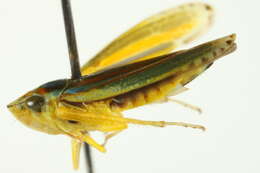 Image of Graphocephala versuta (Say 1830)