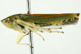 Image of Graphocephala versuta (Say 1830)