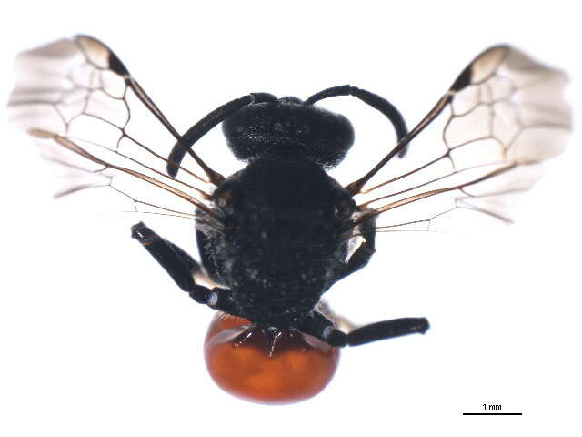 Image of Sphecodes autumnalis Mitchell 1956