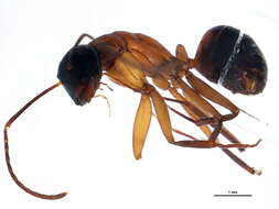 Plancia ëd Camponotus pennsylvanicus (De Geer 1773)