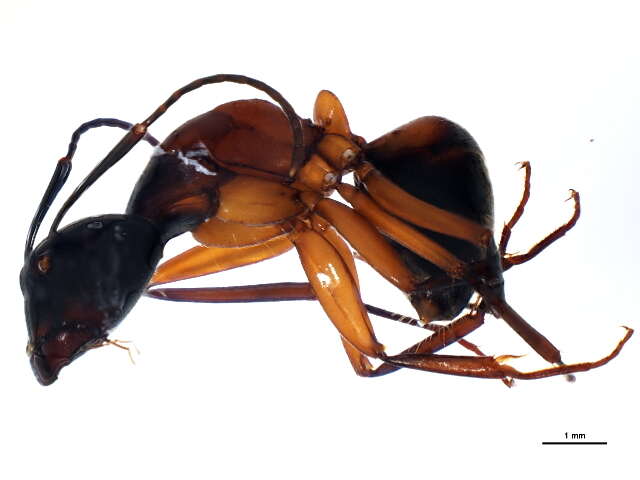 Plancia ëd Camponotus pennsylvanicus (De Geer 1773)