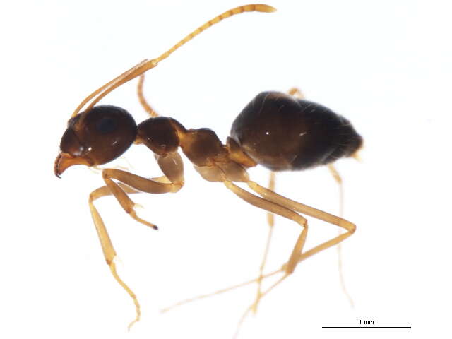 Image of False Honey Ant