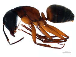 Plancia ëd Camponotus pennsylvanicus (De Geer 1773)