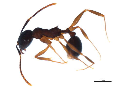 Image of Spine-waisted Ants