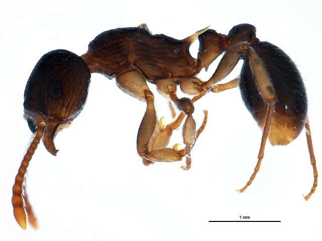 Image of Myrmica punctiventris Roger 1863