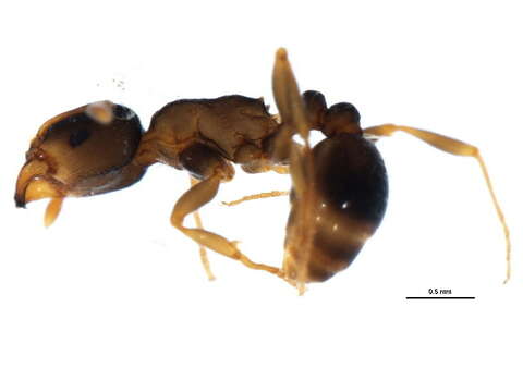 Image of Tetramorium caespitum (Linnaeus 1758)