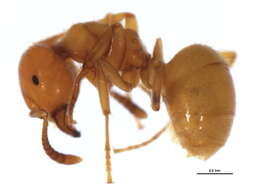 Imagem de <i>Lasius claviger</i>