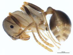 Image of Spine-waisted Ants