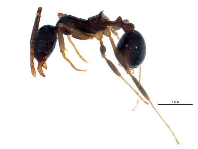 Image of Spine-waisted Ants