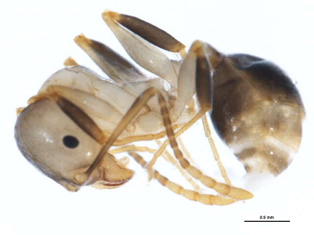 Image of Spine-waisted Ants