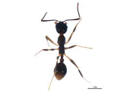 Image of Spine-waisted Ants