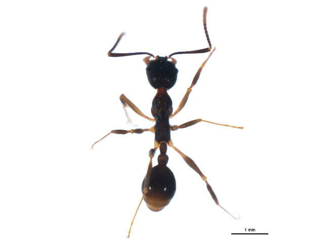 Image of Spine-waisted Ants