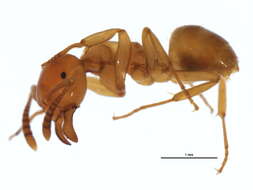 Image of <i>Lasius claviger</i>