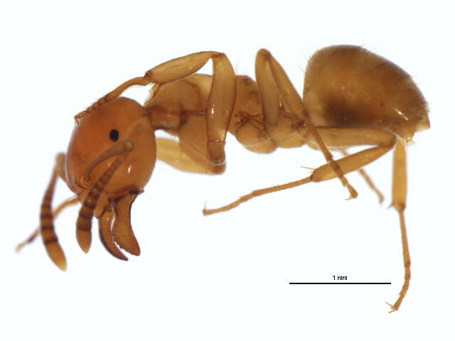 Image of <i>Lasius claviger</i>