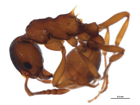 Image of European fire ant