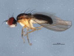 Image of anthomyzid flies