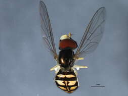 Image of Syrphid fly