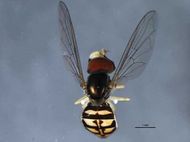 Image of Syrphid fly