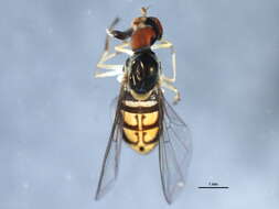 Image of Syrphid fly