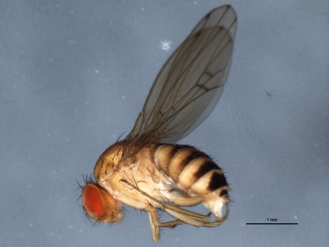 Imagem de Drosophila immigrans Sturtevant 1921