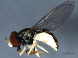 Image of Syrphid fly