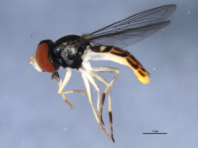 Image of Syrphid fly