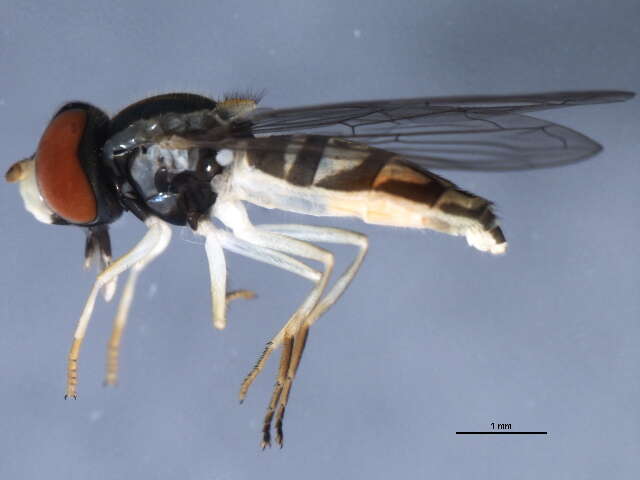 Image of Syrphid fly