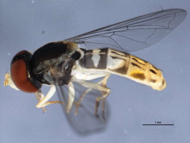 Image of Syrphid fly