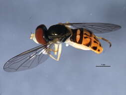 Image of Syrphid fly